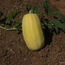 Yellow Spaghetti Squash Seeds for Planting – Heirloom & Non-GMO Vegetable Seeds