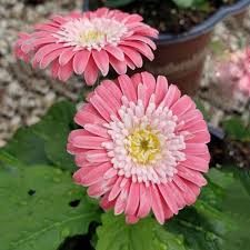Pink Jamesonii Gerbera Daisy Flower Seeds for Planting – Vibrant Perennial Blooms