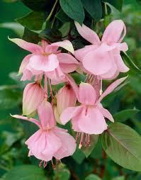 Pink Fuchsia Flower Seeds for Planting – Heirloom, Non-GMO, High Germination Organic Garden Seeds