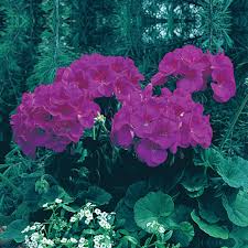 Violet Climbing Geranium Flower Seeds for Planting – Heirloom, Non-GMO, High Germination Organic Garden Seeds