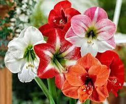 Amaryllis Mixed Flower Seeds for Planting | Heirloom Non-GMO High Germination Organic Garden Seeds