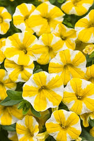 Yellow Calibrachoa Flower Seeds for Planting – Heirloom, Non-GMO, Drought-Tolerant Organic Garden Seeds