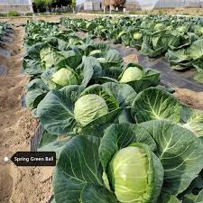 Cabbage flower seeds for planting - Heirloom & Non-GMO Garden Seeds