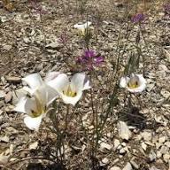 Calochortus Flower seeds for Planting - Bright Blooms, Heirloom & GMO Free Seeds for Home Garden, Organic Garden Seeds