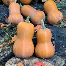 Orange Honeynut Squash Seeds for Planting – Heirloom & Non-GMO Vegetable Seeds