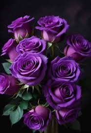 Dark Violet Green Rose Flower Seeds for Planting – Heirloom, Non-GMO, High Germination Organic Garden Seeds