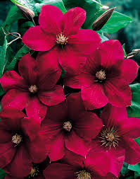 Red Clematis Flower Seeds for Planting – Heirloom, Non-GMO, Cottage Garden High Germination Variety