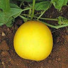Yellow Cucumber Seeds for Planting – Heirloom & Non-GMO Vegetable Seeds for Unique Crisp Harvests