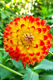 Yellow Red Dahlia Flower Seeds for Planting – Heirloom, Non-GMO, Organic Garden Seeds, High Germination