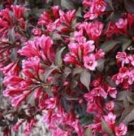 Weigela Florida Flower Seeds for Planting – Bright Blooms Heirloom Non-GMO High Germination Organic Garden Seeds