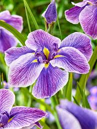 Japanese Iris Flower Seeds for Planting – Vibrant Colors, Heirloom, Non-GMO, High Germination