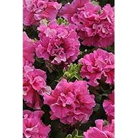 Double Pelleted Petunia Flower Seeds for Planting - Heirloom, Non-GMO, High Germination Organic Garden Seeds