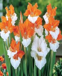 Orange White Gladiolus Flower Seeds for Planting – Heirloom, Non-GMO, High Germination Blooms