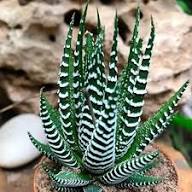 Haworthia Flower Seeds for Planting – Premium Heirloom Non-GMO Seeds for Home Garden, High Germination