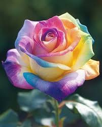 Pale Pink Rainbow Rose Flower Seeds for Planting – Heirloom, Non-GMO, High Germination Organic Garden Seeds