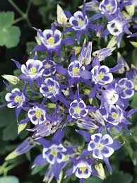 Blue White Aquilegia Flower Seeds for Planting – Bright Blooms, Heirloom & Non-GMO Organic Garden Seeds
