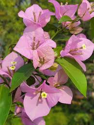 Bougainvillea Flower Seeds for Planting Soft Pink – Vibrant Colors, Heirloom, Non-GMO, High Germination Organic Garden Seeds