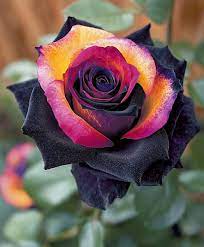 multi colored rose seeds Multi-Color Rose Black Blue Flower Seeds for Planting – Heirloom, Non- – Earthechoseeds