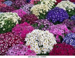 Mixed Cineraria Flower Seeds for Planting – Heirloom, Non-GMO, High Germination Organic Garden Seeds for Colorful Bloom Displays
