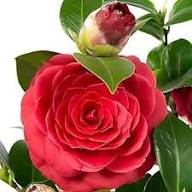 Camellia Flower Seeds for Planting – Hardy Heirloom, Non-GMO, High Germination Organic Garden Seeds