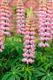 Light Pink Lupine Flower Seeds for Planting – Heirloom, Non-GMO, Fragrant Blooms, High Germination