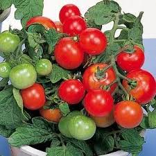 Dwarf Red Robin Tomato Seeds for Planting – Heirloom Non-GMO Organic Garden Seeds, High Germination, Container Friendly