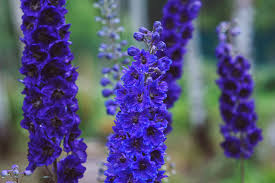 Delphinium Black Knight Flower Seeds for Planting - Premium Quality, Heirloom & GMO Free Seeds for Home Garden