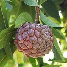 Burgundy Sugar-Apple tree seeds for planting – Heirloom & Non-GMO tropical garden seeds