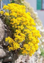 Light Yellow Aubrieta Flower Seeds for Planting – Heirloom, Non-GMO, High Germination Wildflower Mix