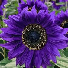Violet Sunflower Perennial Flower Seeds for Planting, Heirloom Non-GMO Organic Garden Seeds