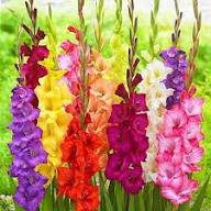 Green Perennial Gladiolus Flower Seeds for Planting | Heirloom Non-GMO High Germination Organic Garden Seeds