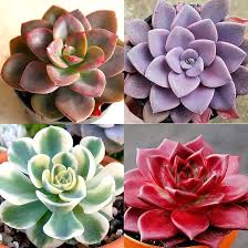 Echeveria Flowering Flower Seeds for Planting – Heirloom, Non-GMO, Vibrant Colors Organic Garden Seeds