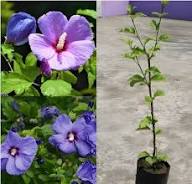 Green Purple Hibiscus Flower Seeds for Planting - Heirloom, Non-GMO, High Germination Organic Garden Seeds