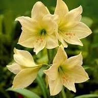 Light Green Hippeastrum Rutilum Flower Seeds for Planting – Heirloom, Non-GMO, Low Maintenance Organic Seeds
