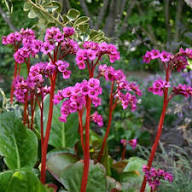 Bergenia Flower Seeds for Planting | Heirloom Non-GMO Organic Garden Seeds, Wildflower Mix, High Germination