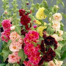 Hollyhock Flower Seeds for Planting – Sun Loving, Heirloom, GMO Free Organic Garden Seeds