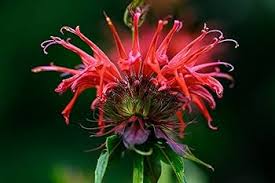 Mix Bergamot Flower Seeds for Planting – Pollinator Friendly Heirloom Non-GMO Organic Garden Seeds
