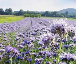 Phacelia Flower Seeds for Planting – Heirloom, Non-GMO, Vibrant Colors Organic Garden Seeds