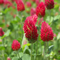 Red Clover Flower Seeds for Planting – Heirloom Non-GMO Seasonal Bloomer Organic Garden Seeds