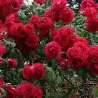 Rose Flower Seeds for Planting – Heirloom Non-GMO High Germination Organic Garden Seeds