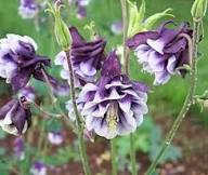 White Violet Aquilegia Flower Seeds for Planting – Heirloom Non-GMO, High Germination Organic Garden Seeds