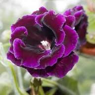 Violet Gloxinia Flower Seeds for Planting – Heirloom, Non-GMO Wildflower Organic Garden Seeds