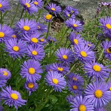 Aster Alpinus Flower Seeds