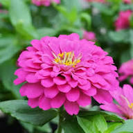 Deep Pink Zinnia Elegans Flower Seeds for Planting – Heirloom Non-GMO Wildflower Mix Organic Garden Seeds
