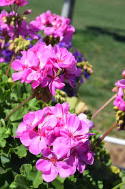 Lavender Pelargonium Flower Seeds for Planting – Heirloom, Non-GMO, High Germination Organic Garden Seeds