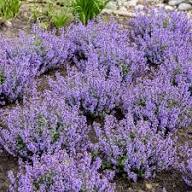 Nepeta Parnassica Flower Seeds for Planting – Heirloom, Non-GMO, High Germination Organic Garden Seeds