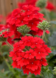Verbana Flower Seeds for Planting – Heirloom, Non-GMO Perfect for Borders, High Germination Seeds