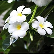 White Egg Flower Seeds for Planting – Heirloom Non-GMO Low Maintenance Organic Garden Seeds