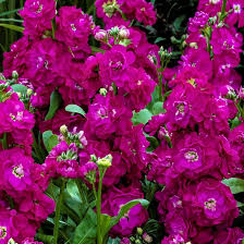 Purple Hoary Stock Flower Seeds 
