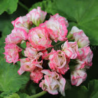 Pink Geranium Apple Blossom Flower Seeds for Planting | Heirloom Non-GMO Organic Garden Seeds, Shade Tolerant, High Germination